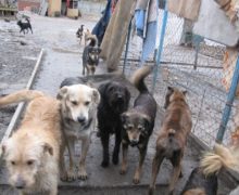 „E mai ieftin de otrăvit”. Ce facem cu câinii vagabonzi din Chișinău? Reportaj NM (VIDEO)
