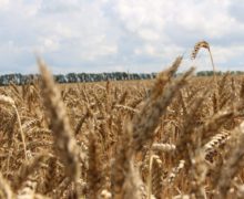 Румыния стала крупнейшим экспортером зерна в ЕС