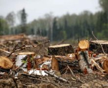 (ФОТО) В Фалештах оштрафовали местного жителя, срубившего акацию на дрова