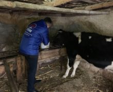 Накормить телку, оседлать коня, сфотографироваться с зубром. Как демократ Сергей Сырбу агитирует в регионах Молдовы