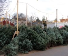 (DOC) Где в Кишиневе можно будет купить живую елку к новогодним праздникам