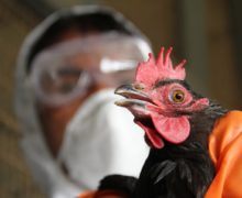 Украина сообщила о вспышке птичьего гриппа. Нацагентство безопасности пищевых продуктов предупреждает импортеров