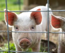 ANSA бьет тревогу в связи с распространением африканской чумы свиней