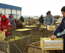 Россия остается главным рынком для молдавских яблок. Но экспортеры находят альтернативы