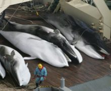 Япония объявила о возобновлении китобойного промысла. Во всем мире он запрещен с 1986 года