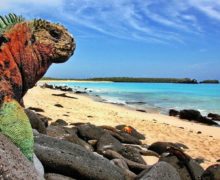 На Галапагосских островах запретили фейерверки. Из-за них животные испытывали стресс