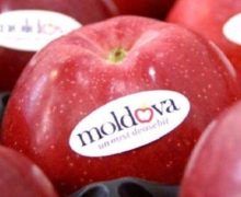 Молдавские яблоки прошли предвыборочный контроль