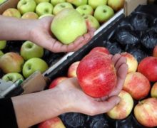 Россельхознадзор сообщил о запрете импорта овощей и фруктов из 31 района Молдовы