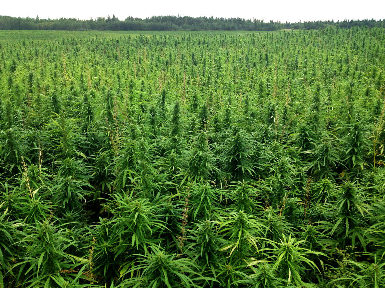 разрешение на выращивание марихуаны
