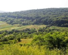 Молдова получит в кредит €40 млн на модернизацию лесного хозяйства