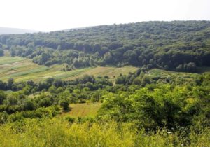 Молдова получит в кредит €40 млн на модернизацию лесного хозяйства