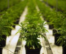 Албания готовится легализовать марихуану в медицинских целях