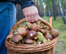 В Оргеевском районе шесть человек отравились грибами. В том числе четверо детей