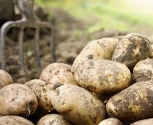 Горячая картошка. Ждет ли Молдову снова взлет цен