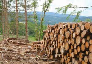Дело о незаконной вырубке леса на 1 млн леев: Трое сотрудников Moldsilva предстанут перед судом