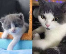 В Китае успешно клонировали кота. Ученые объявили о массовых продажах клонов домашних питомцев