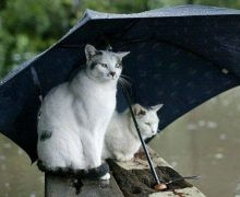 Vin ploile: cum va fi vremea săptămâna viitoare, în Moldova