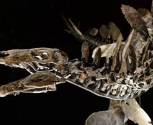 Палеонтологи нашли останки самого древнего динозавра. Им 168 млн лет