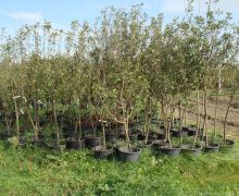В Кишиневе посадят 18 тыс. деревьев и кустов
