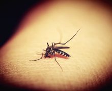 В Румынии один человек умер от лихорадки Западного Нила. Переносчики вируса — комары