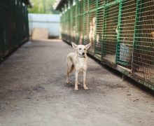 В Кишиневе ветеринары из Румынии стерилизовали 140 бездомных собак