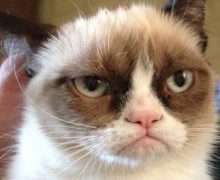 В США умерла знаменитая кошка-мем Grumpy Cat