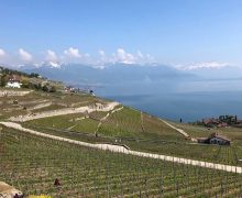 Istoria «Bessarabiei». Cum au început elvețienii să producă vin în Moldova, acum 200 de ani