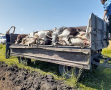 В Единцах 69 коз и овец отравились минеральными удобрениями. В 3 фото