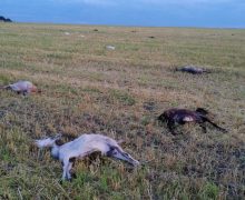 ANSA просит граждан сообщать о найденных мертвых животных