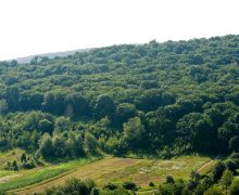 Moldsilva очистит от вредных насекомых леса в центральных районах Молдовы