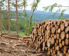 НЦБК пошел лесом. Руководство «Лесхоза» задержали за «организацию преступной схемы»