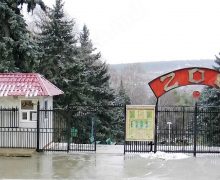 Вход в кишиневский зоопарк 1 июня будет бесплатным для детей