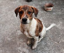 В Кишиневе бесплатно стерилизуют тысячу собак