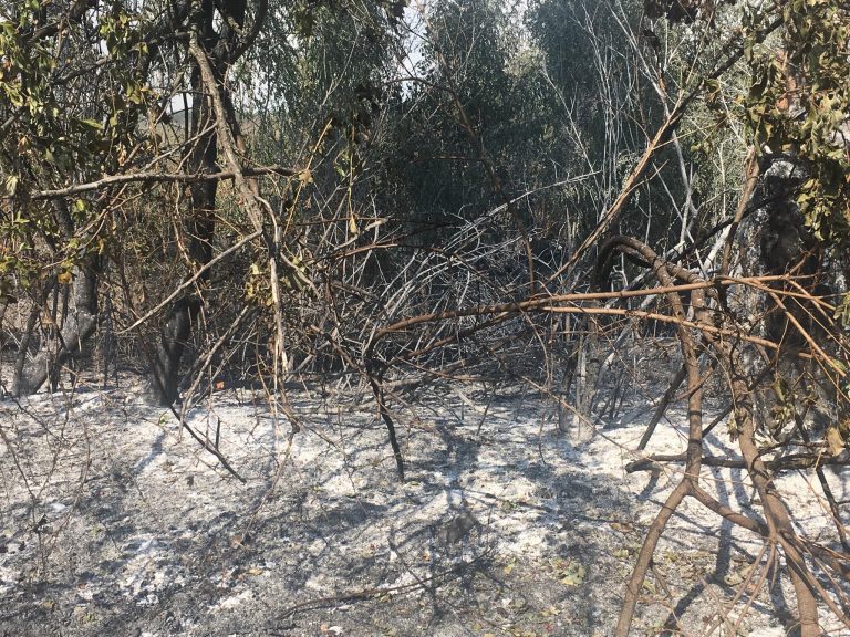 В Кишиневе вновь горят поля. Огонь распространился на десятки гектаров