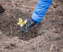 Санду объявила начало весенней посадки деревьев по всей Молдове