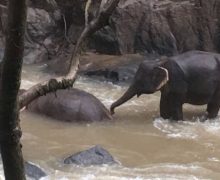В национальном парке в Таиланде пять слонов погибли в водопаде, пытаясь спасти слоненка