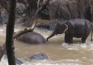 В национальном парке в Таиланде пять слонов погибли в водопаде, пытаясь спасти слоненка