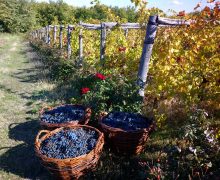 За какой срок окупаются инвестиции в винзавод в Молдове? Мнение винодела