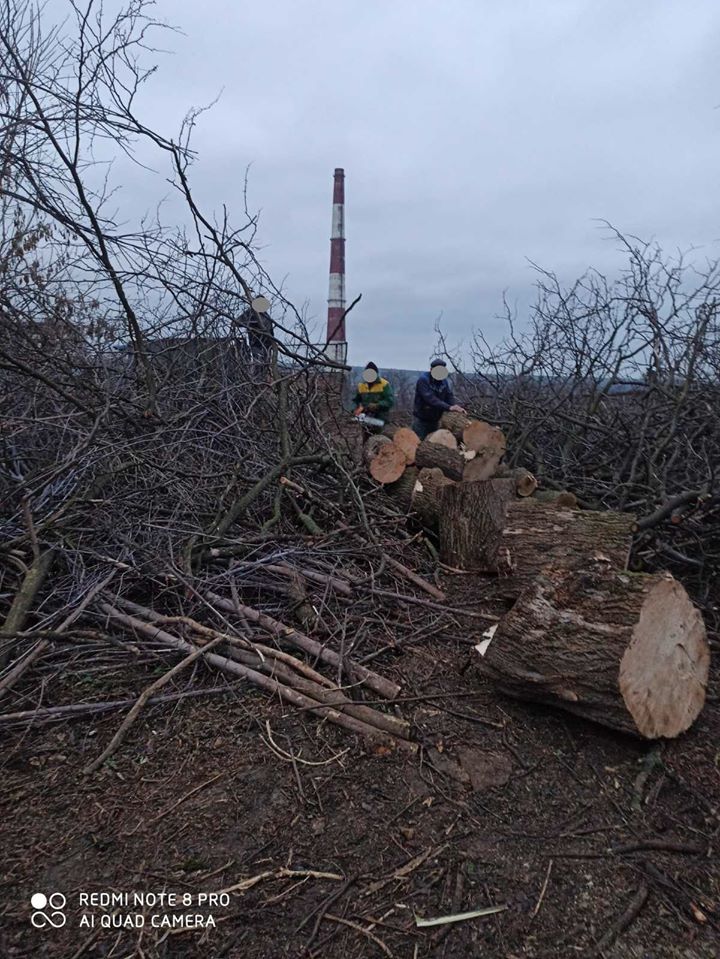 FOTO Tăieri ilegale de arbori într-un parc din municipiul Chișinău. Care este valoarea prejudiciului