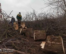 FOTO Tăieri ilegale de arbori într-un parc din municipiul Chișinău. Care este valoarea prejudiciului