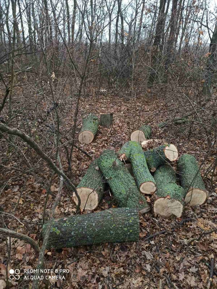 FOTO Tăieri ilegale de arbori într-un parc din municipiul Chișinău. Care este valoarea prejudiciului