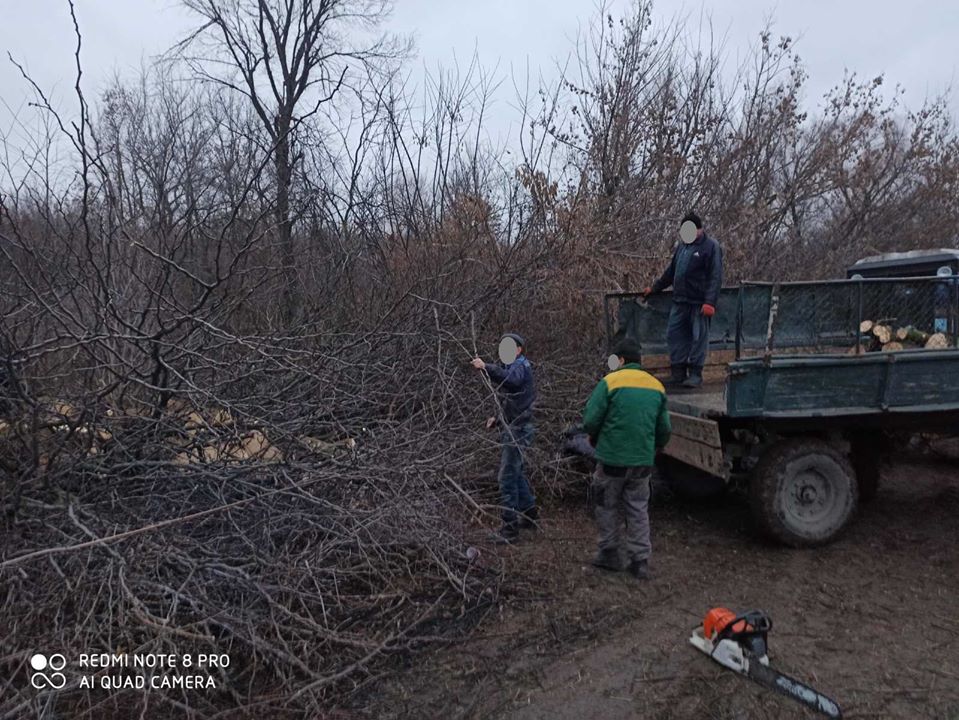 FOTO Tăieri ilegale de arbori într-un parc din municipiul Chișinău. Care este valoarea prejudiciului