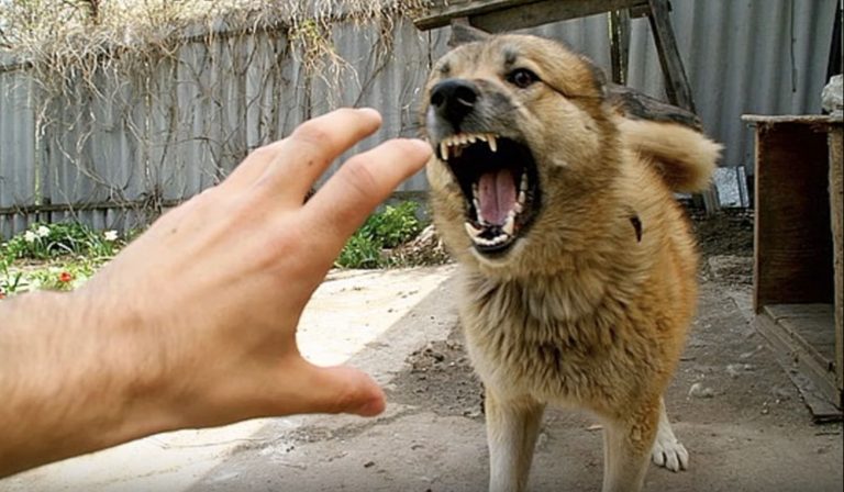 собака, бродячая, гипноз