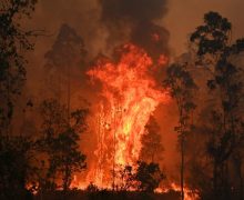 В Австралии потратят $1,4 млрд на восстановление после лесных пожаров. Огнем охвачены миллионы гектаров