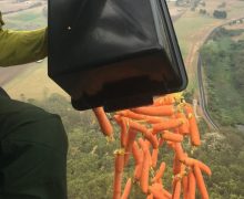 В Австралии с вертолетов сбрасывают еду пострадавшим от пожаров животным
