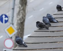 У голубей в Кишиневе зафиксировали вспышку болезни Ньюкасла