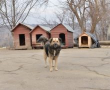В центре размещения бездомных животных в Кишиневе построят новые вольеры и хирургический блок