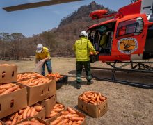 Incendiile din Australia: O tonă de legume a fost aruncată din elicoptere, pentru animalele afectate de foc