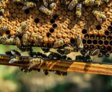 Ganea Group разворошила гагаузский улей. Почему местные пчеловоды не рады приходу крупного игрока