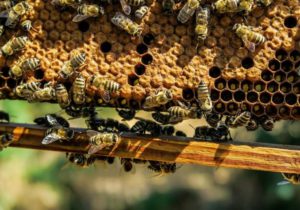 В Молдове появится новый праздник — День пчел